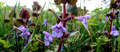 Glechoma Hederacea